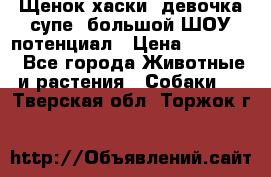 Щенок хаски, девочка супе, большой ШОУ потенциал › Цена ­ 50 000 - Все города Животные и растения » Собаки   . Тверская обл.,Торжок г.